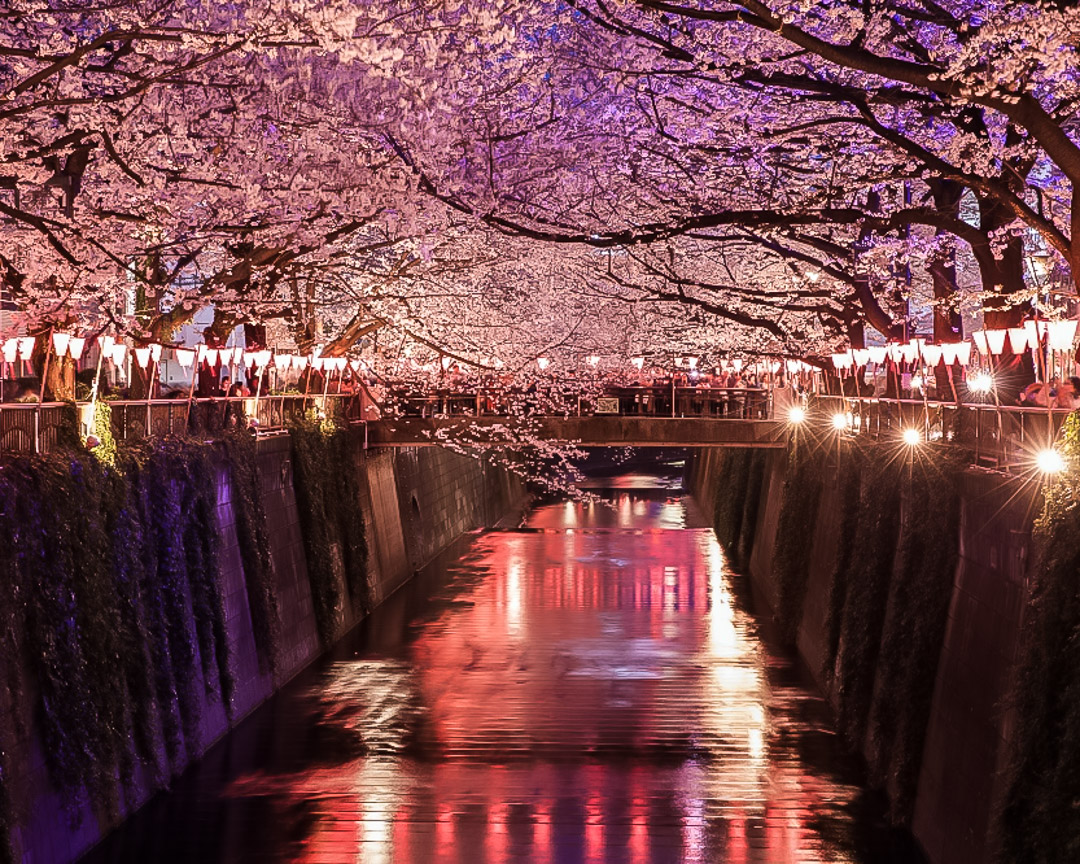 Cherry Blossom Festival: Evening In Nakameguro 2024 